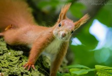 Eichhörnchen - Teil 3