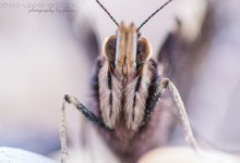 Ein letzter Sommerbote