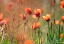 Der Zauber von Mohnblumen