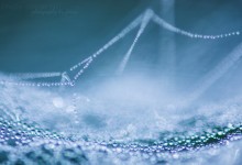 Das Glitzern am Morgen